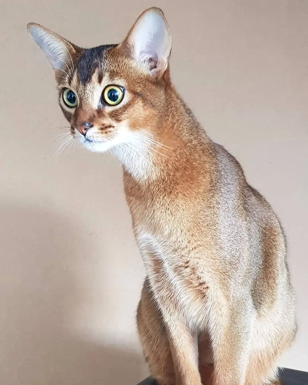 Абиссинская кошка