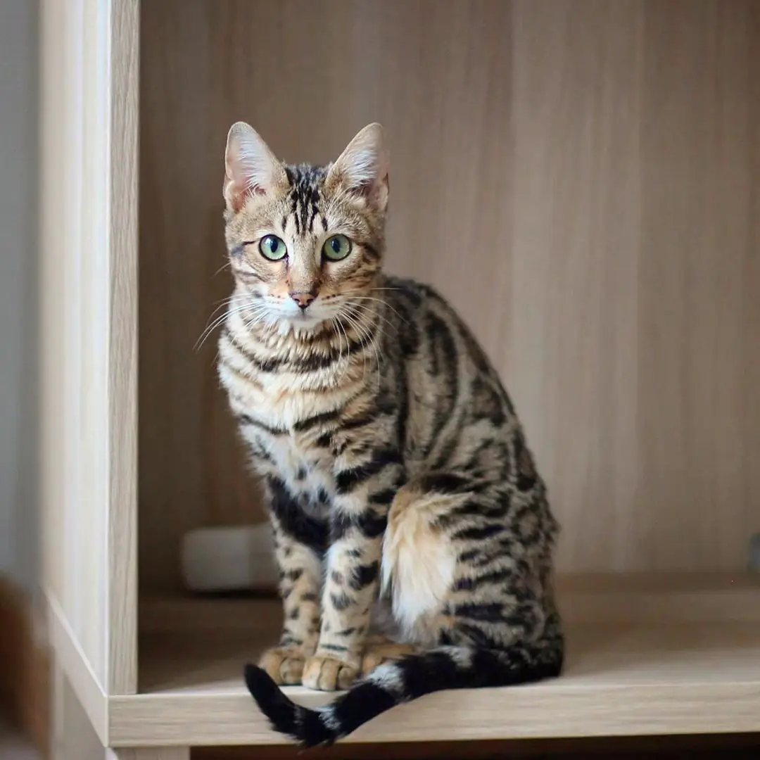Бенгальская кошка