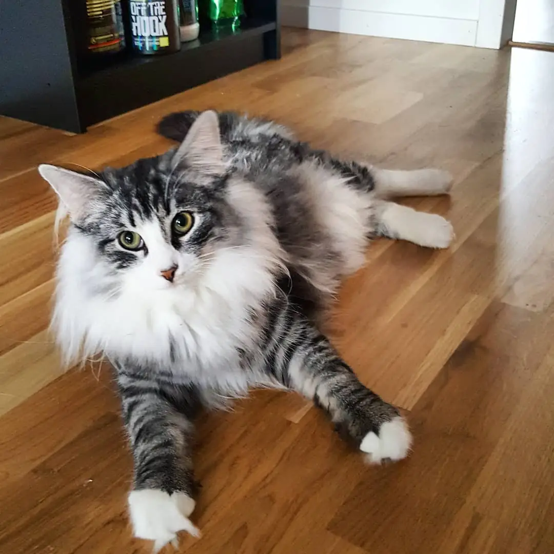 Норвежская лесная кошка