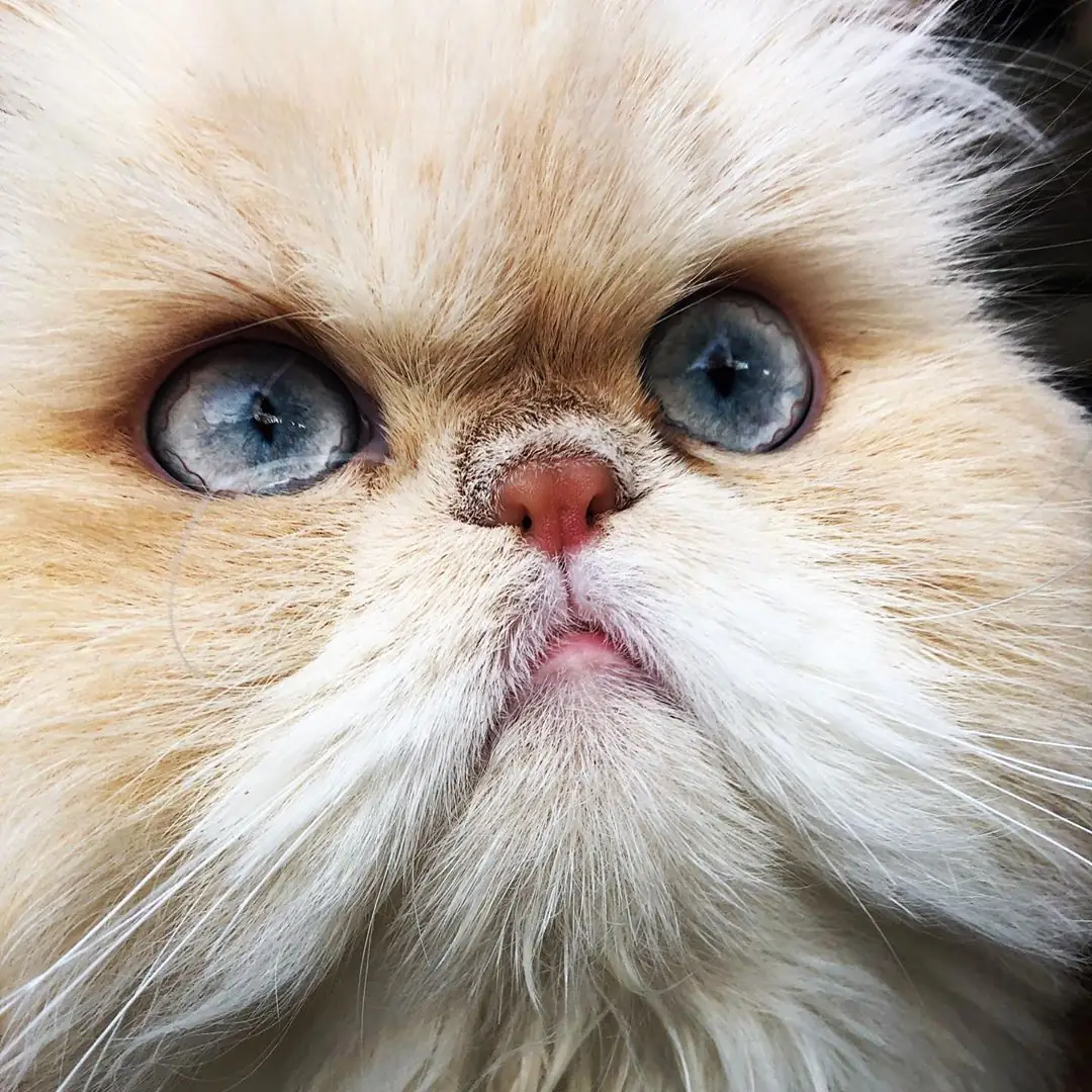Персидская кошка