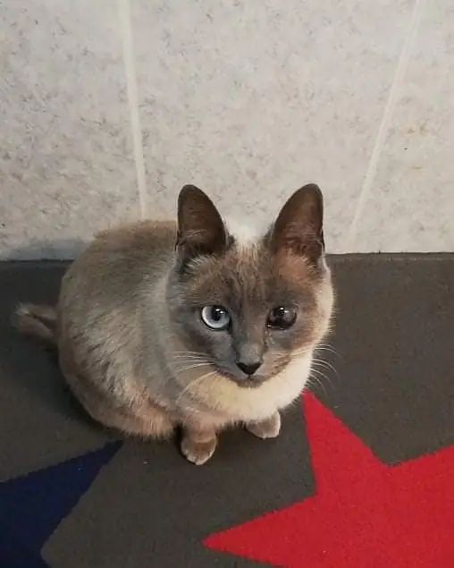 Сиамская кошка