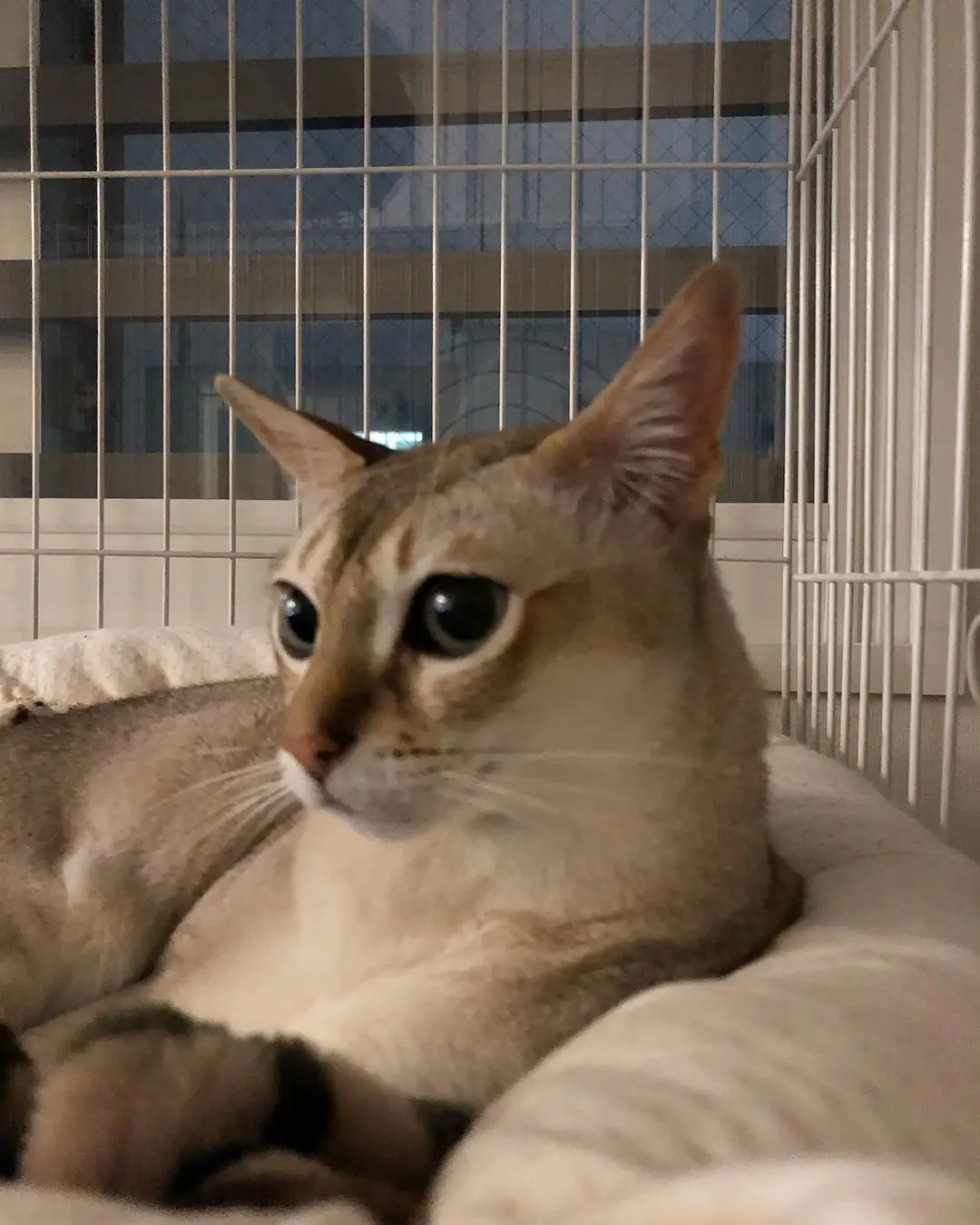 Сингапурская кошка