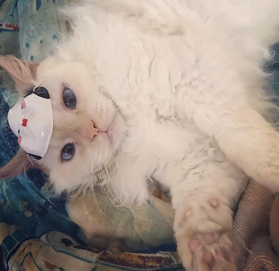 Скукум