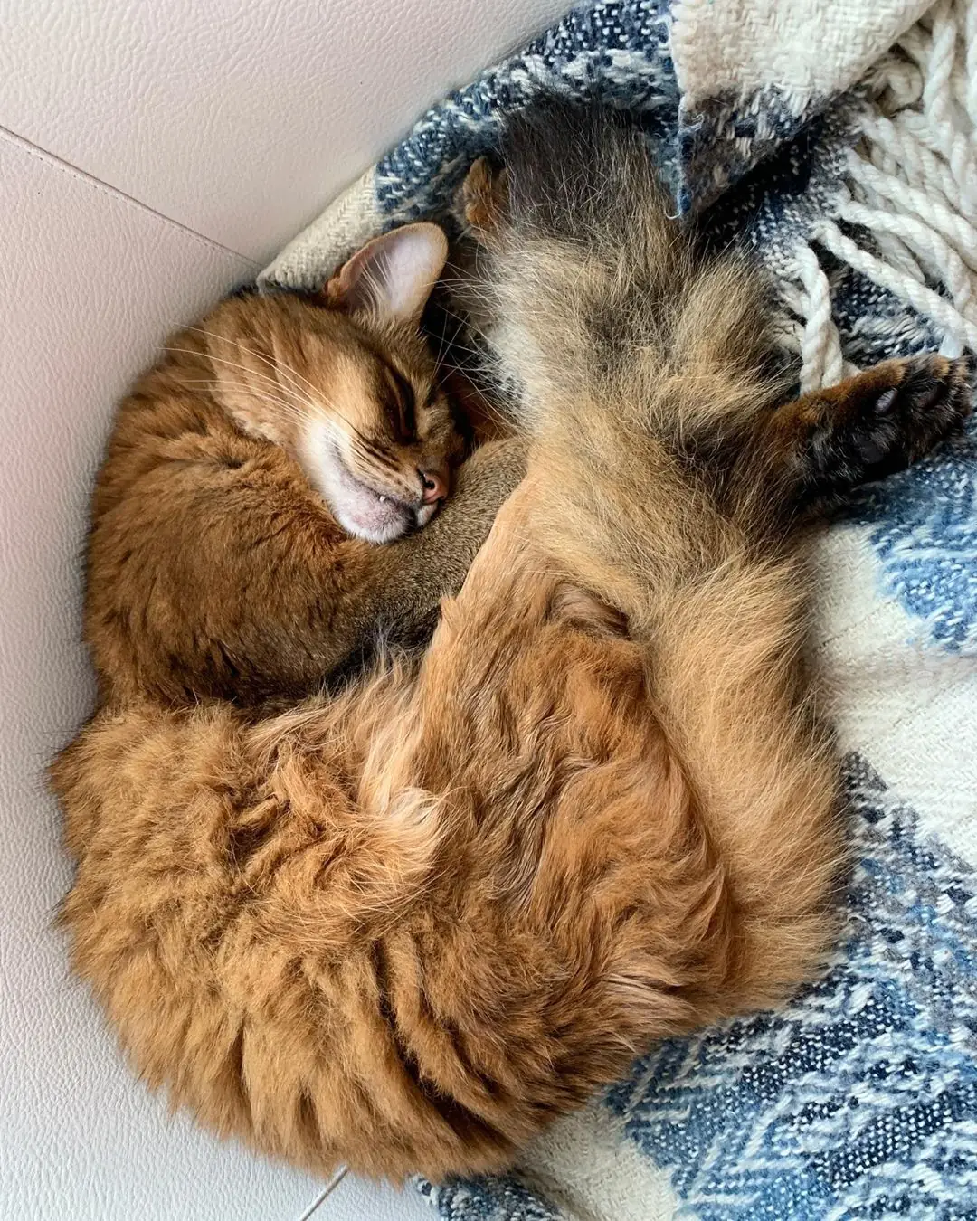 Сомалийская кошка