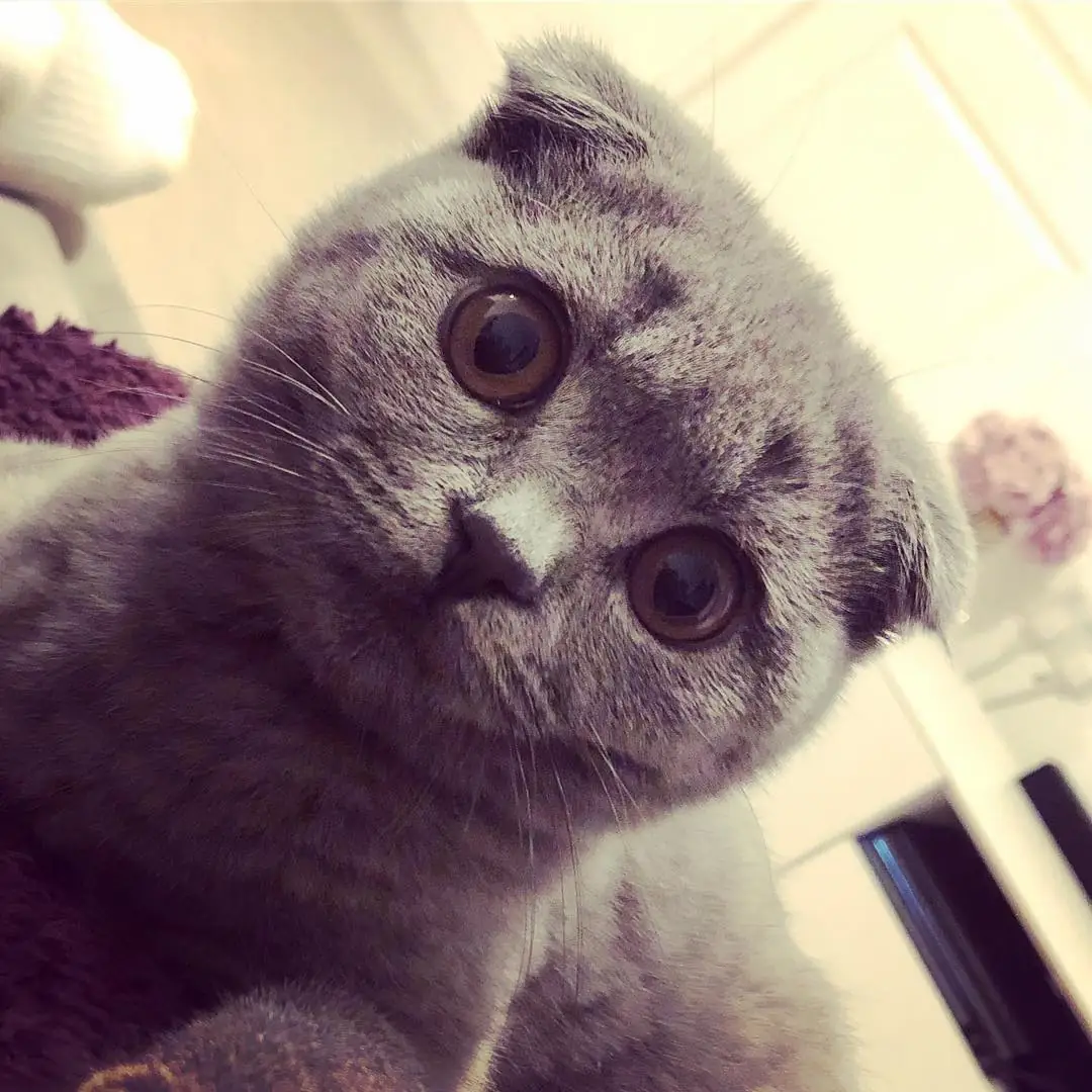 Шотландская вислоухая кошка