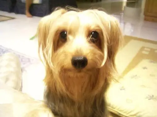 Фото породы австралийский терьер