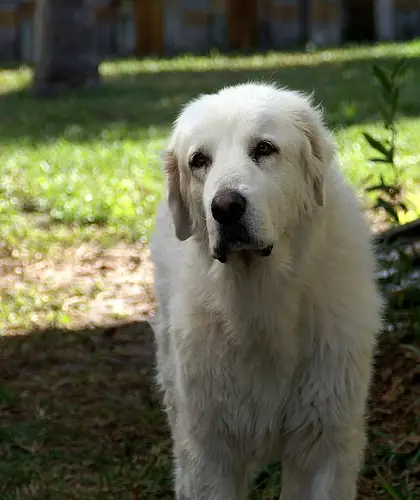 Фото породы пиренейская горная собака