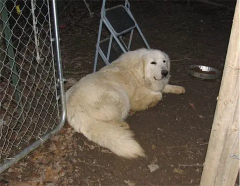 Фото породы пиренейская горная собака