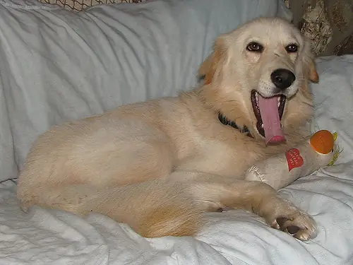 Фото породы пиренейская горная собака