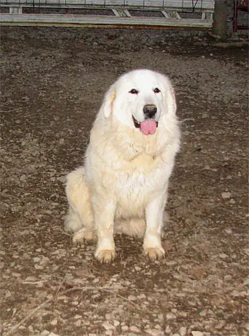 Фото породы пиренейская горная собака